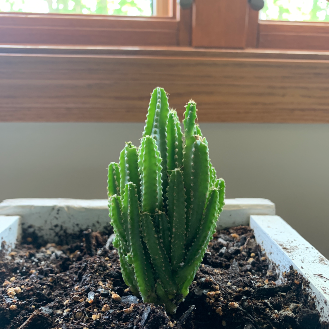 Fairy Castle Cactus plant photo by Rachel named Comet on Greg, the plant care app.