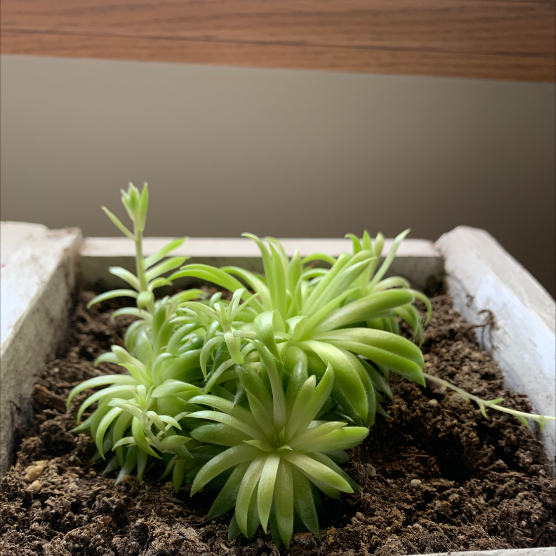 Pincushion Peperomia plant photo by Rachel named Pluto on Greg, the plant care app.