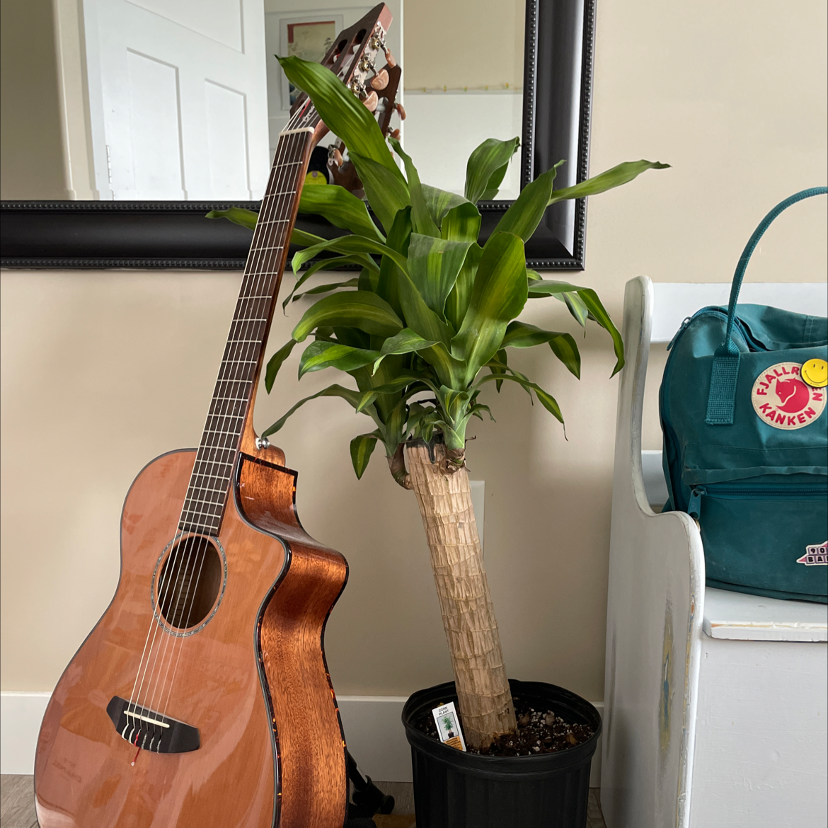 Cornstalk Dracaena plant photo by @Natalie6746 named Corn plant on Greg, the plant care app.