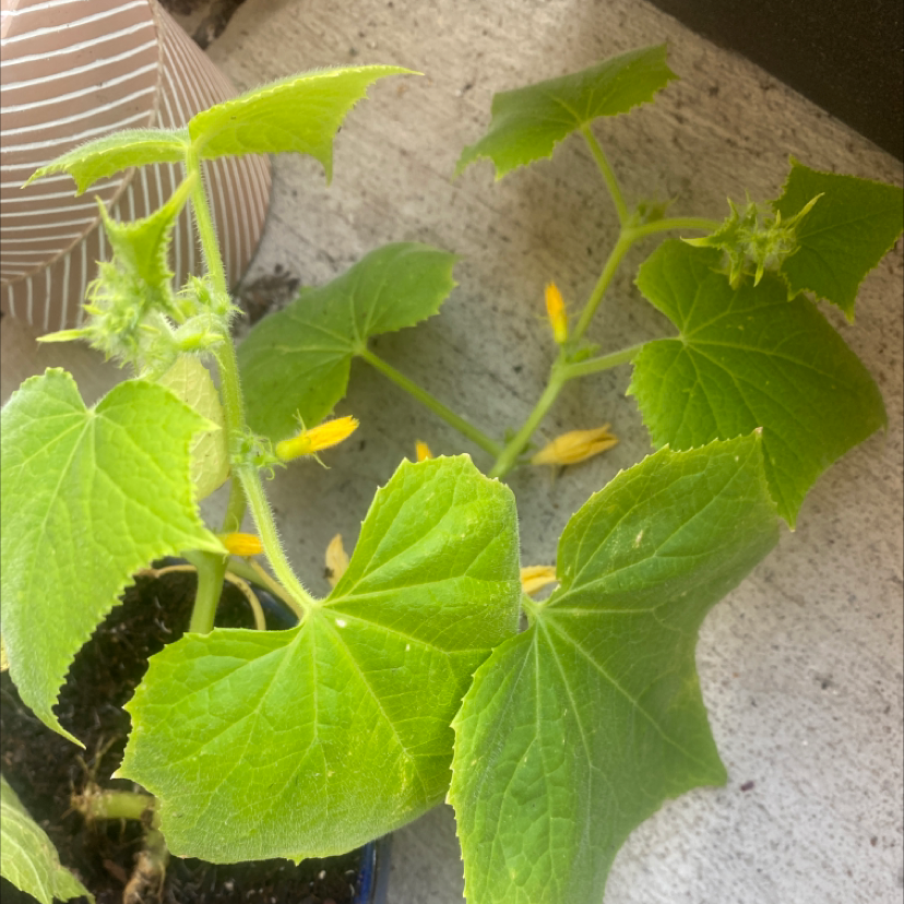Cucumber plant with green leaves and yellow flowers, soil visible.