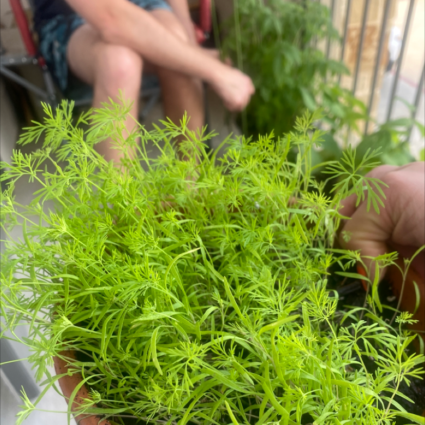 Healthy dill plant with vibrant green foliage, person in background.