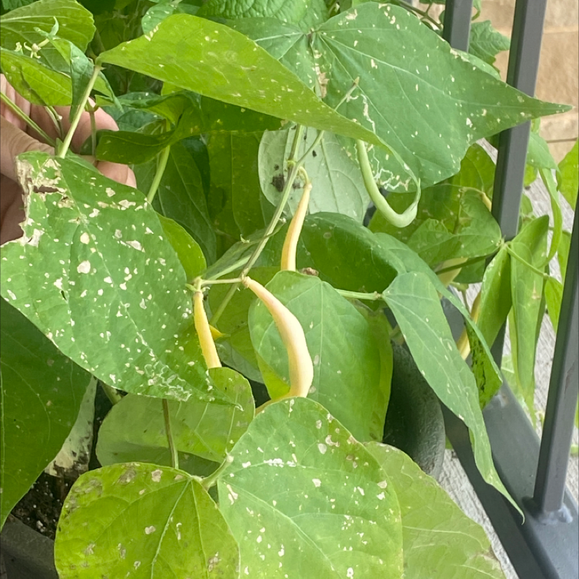 Common Bean plant with white spots on leaves and visible pods. Hand holding a leaf.