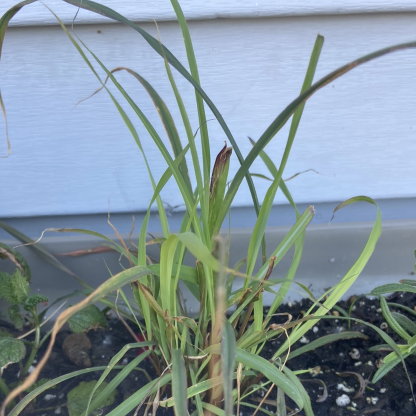 Photo of the plant species Lemon Grass by Kelci named Cleopatra on Greg, the plant care app