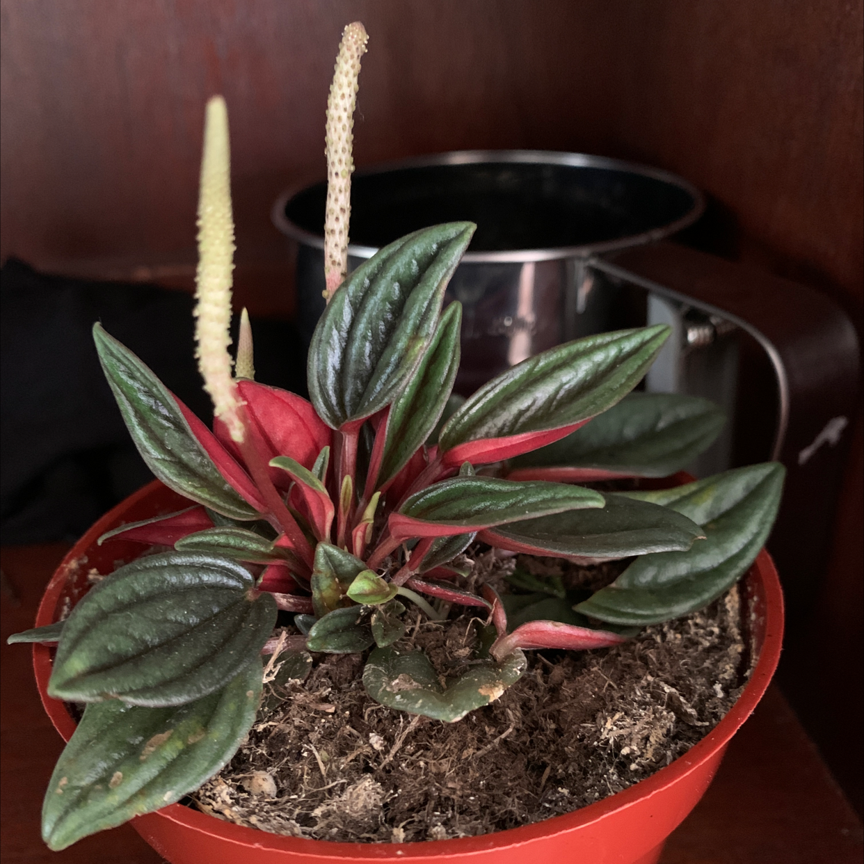 Peperomia 'Rosso' plant in a red pot with vibrant green and red leaves.