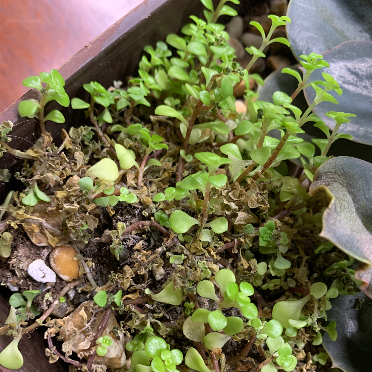 Healthy Pilea Baby Tears plant with dense green foliage growing in well-draining soil in a terra cotta pot.