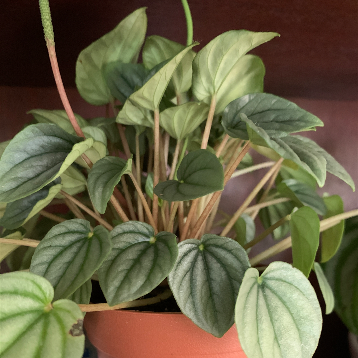 Silver Ripple Peperomia plant in a pot with healthy green leaves.