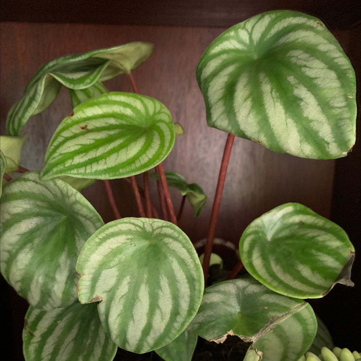 Watermelon Peperomia plant with green leaves featuring light green stripes.