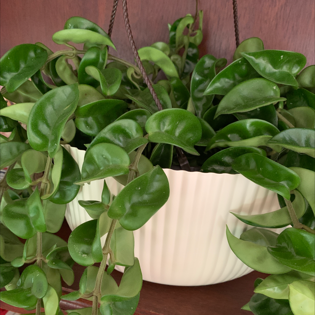 Hoya carnosa 'Compacta' plant in a white pot with vibrant green leaves.