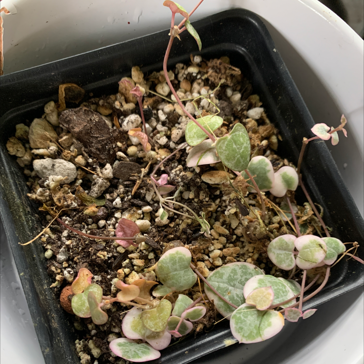 String of Hearts plant in a small pot with visible soil and some yellowing and browning leaves.