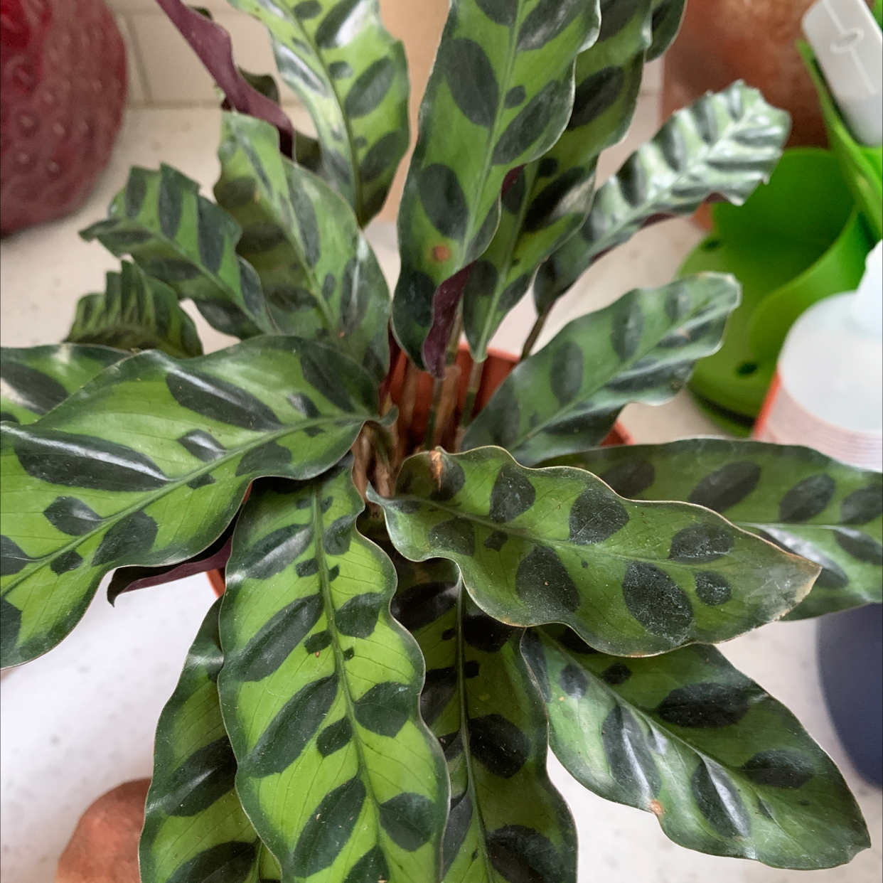 Rattlesnake Plant with distinctively patterned leaves, appearing healthy.