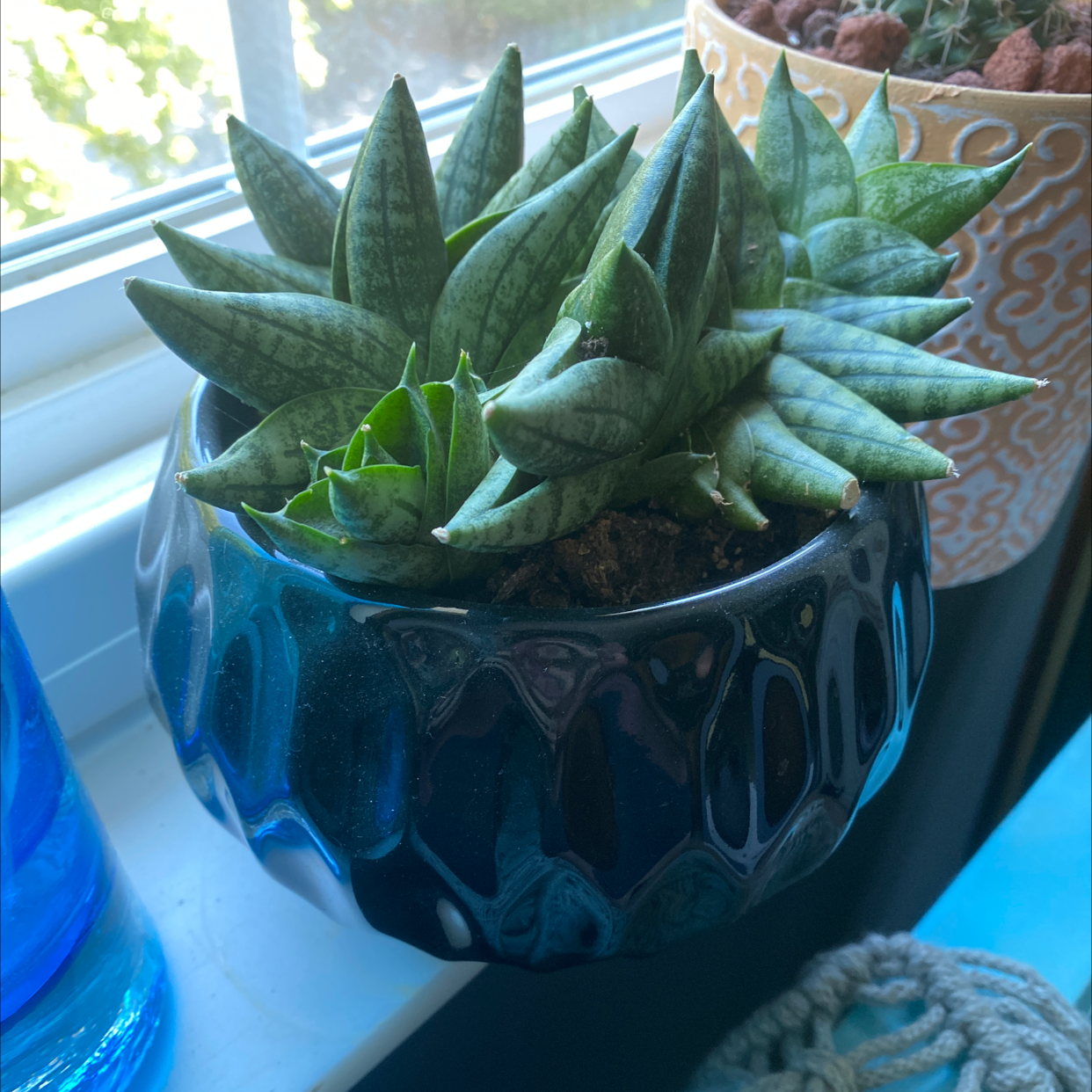 Starfish Snake Plant in a decorative pot on a windowsill, appears healthy.