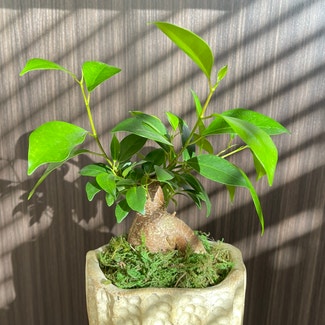 Ficus Ginseng plant in Los Angeles, California
