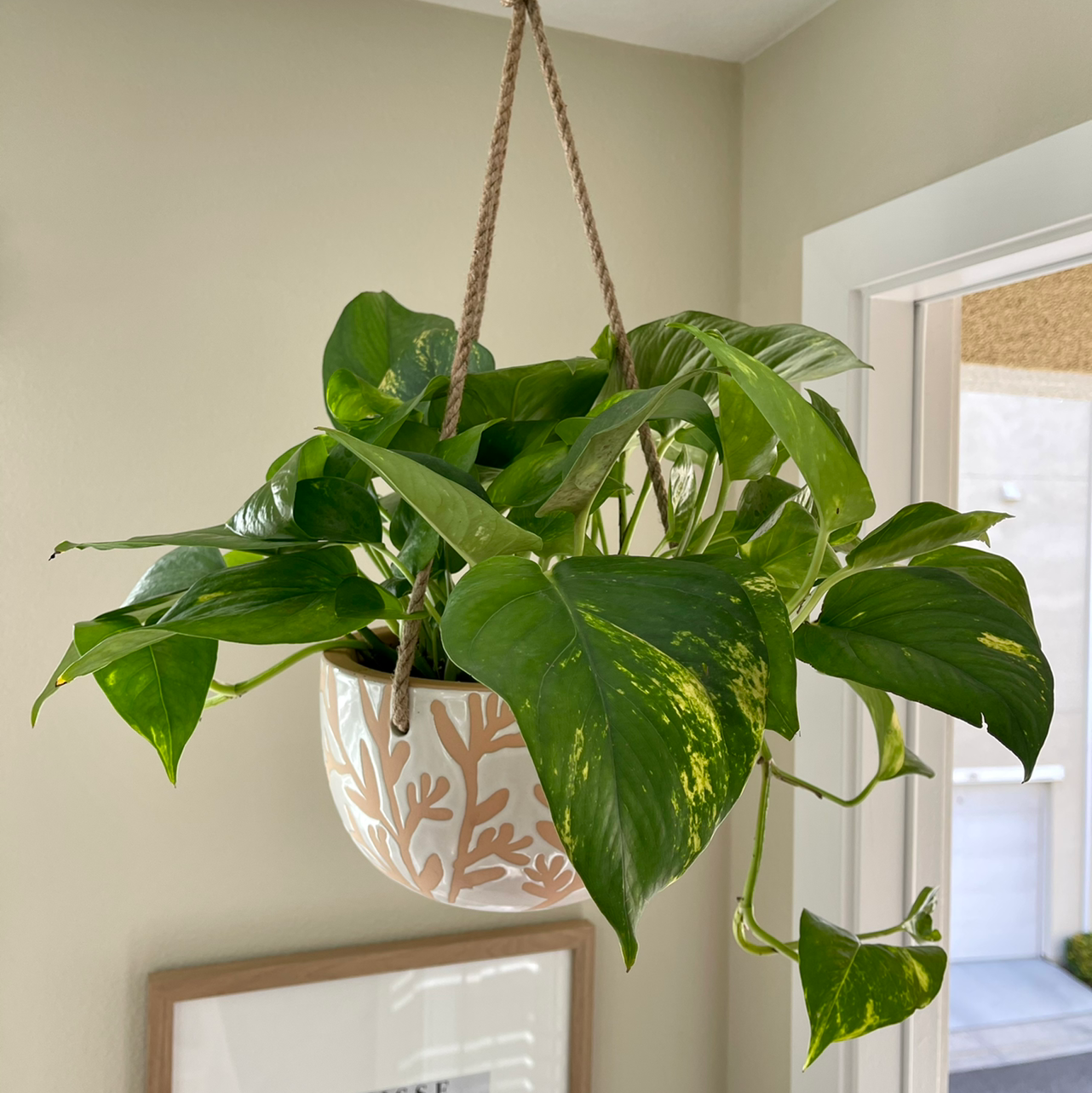 Photo of the plant species Golden Pothos by @hkhalifeh named Perch on Greg, the plant care app