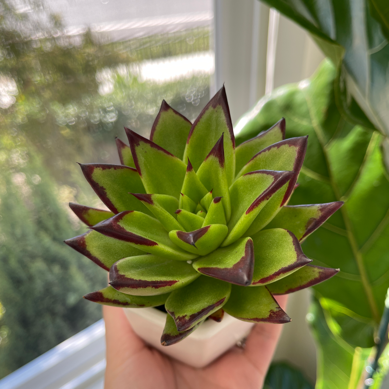 Photo of the plant species Lipstick Echeveria by @hkhalifeh named Spike on Greg, the plant care app