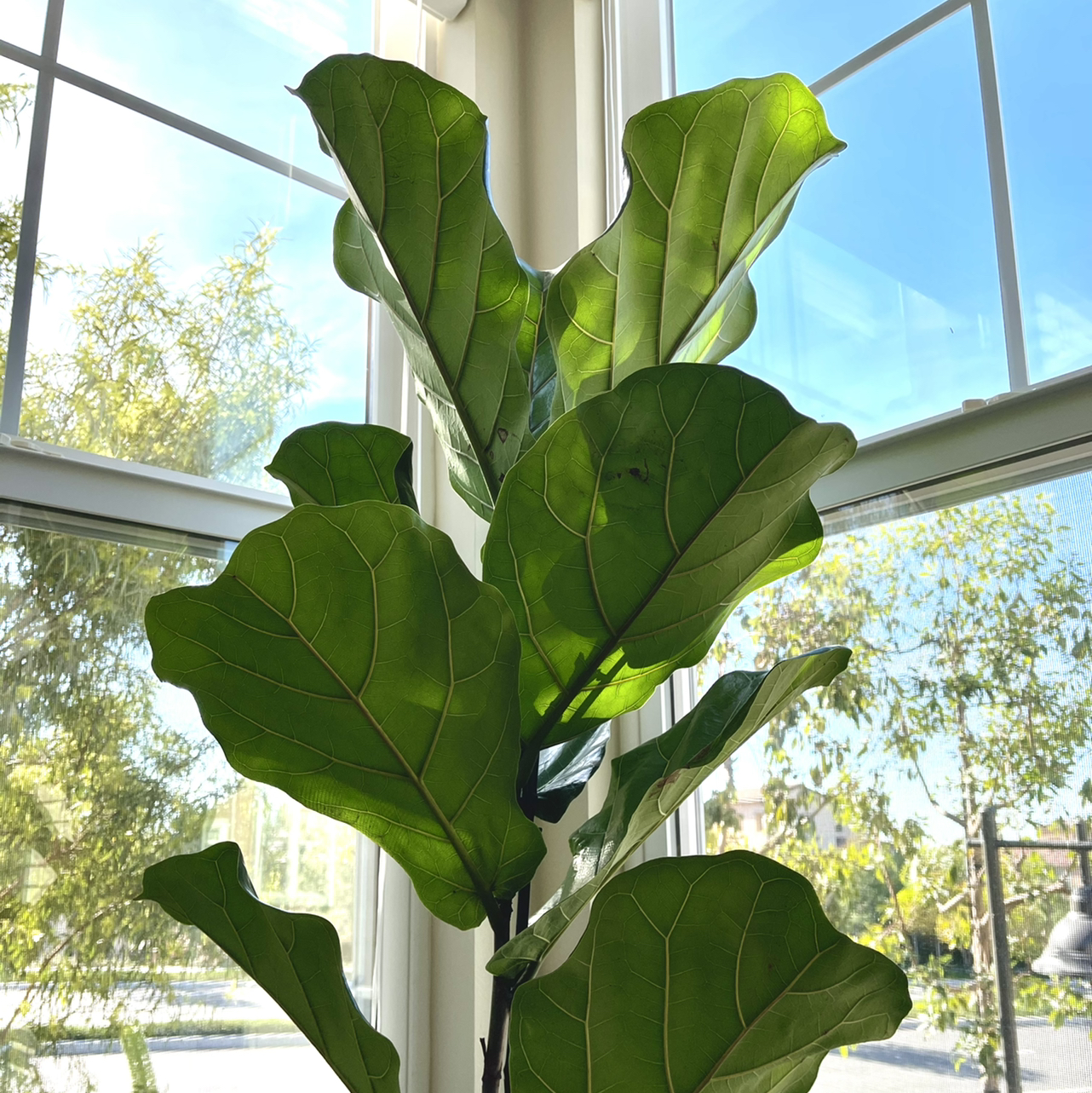 Photo of the plant species Fiddle Leaf Fig by @hkhalifeh named Iggy on Greg, the plant care app