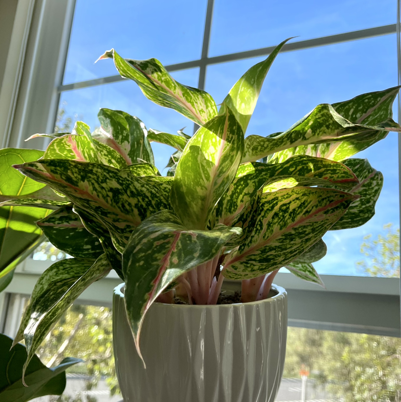 Photo of the plant species Aglaonema 'Sparkling Sarah' by @hkhalifeh named Sephora on Greg, the plant care app