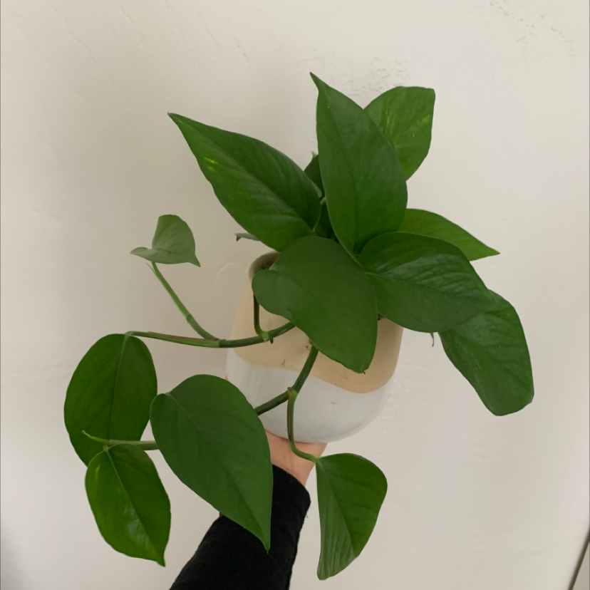 Taro Vine plant photo by @Kai_ named Mei on Greg, the plant care app.