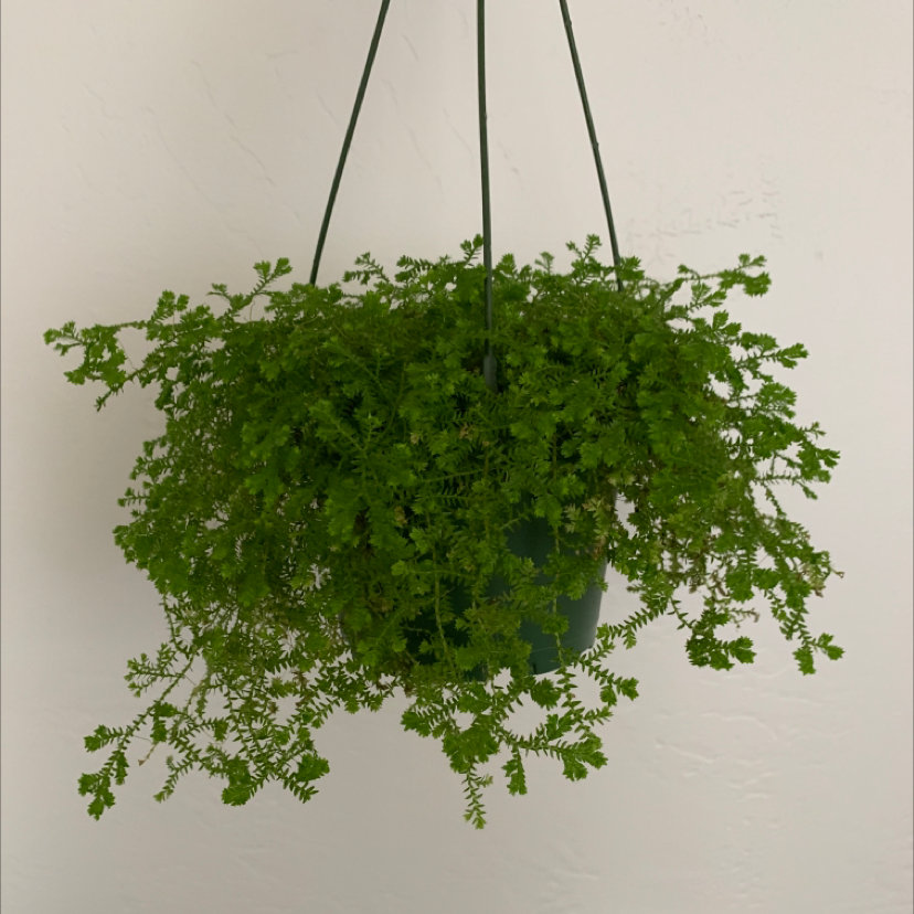 Club Moss plant photo by @Kai_ named Floof on Greg, the plant care app.