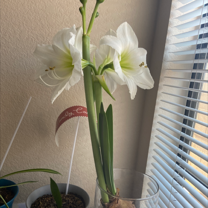 Striped-Tubed Amaryllis with white flowers in bloom, soil visible, well-framed and in focus.
