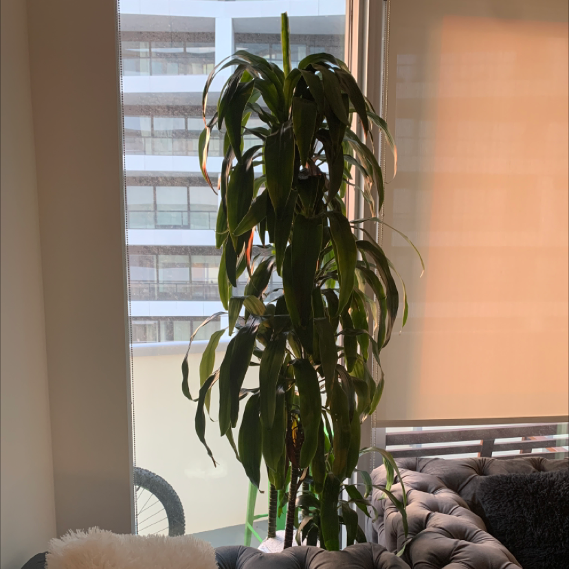 Photo of the plant species Dracaena 'Lisa' by Steven named Destiny’s Child on Greg, the plant care app