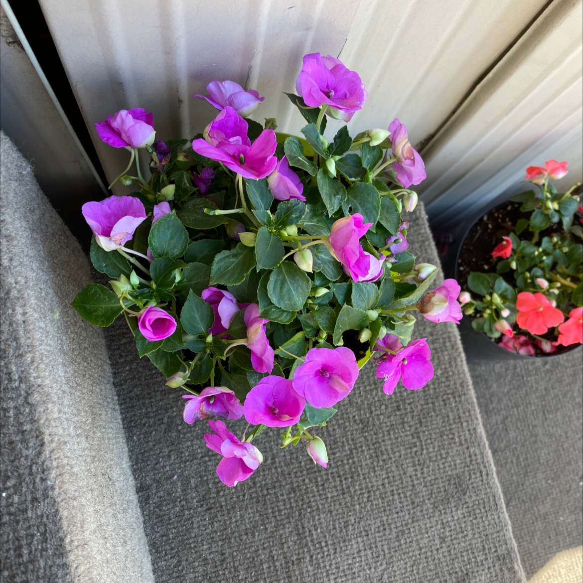 Buzzy Lizzy plant with vibrant purple flowers, another plant in the background.