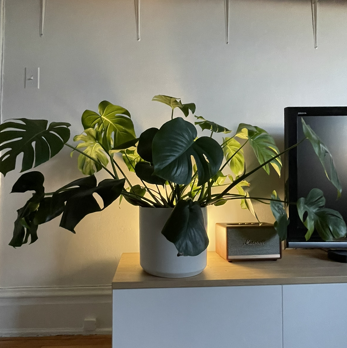 Monstera plant photo by Emily named Steve on Greg, the plant care app.