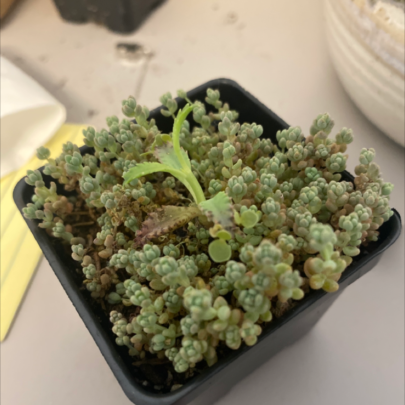 Jelly Bean Plant in a small black pot with a single green leaf emerging from the center.
