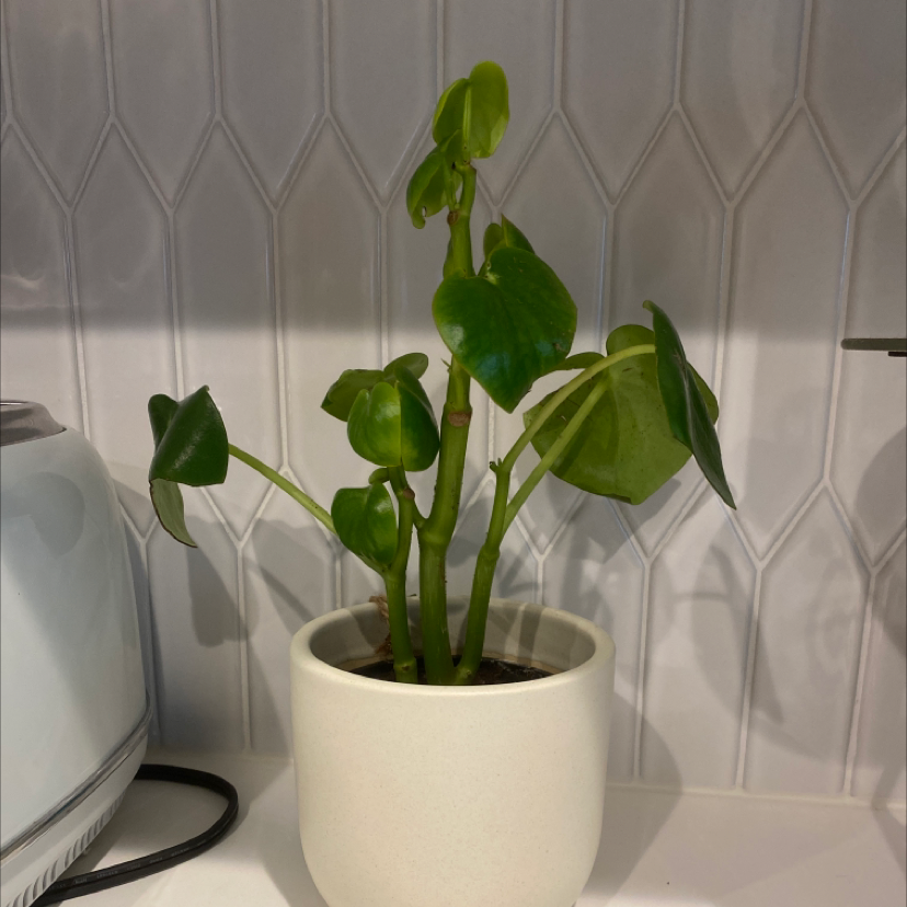 Philodendron Scandens plant photo by @Gcolin2528 named Peperomia polybotrya on Greg, the plant care app.