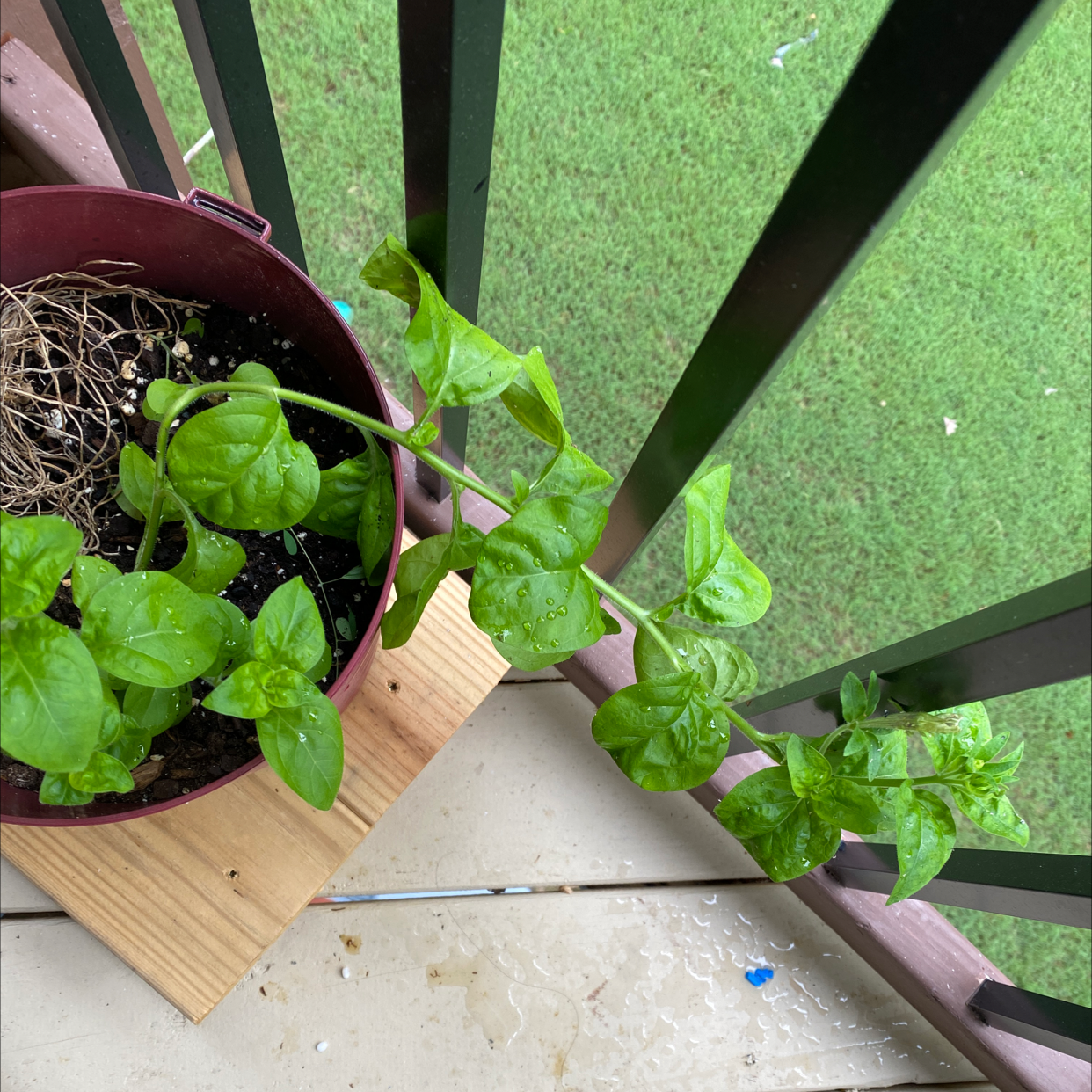 Potted Marvel of Peru plant with green leaves on a wooden surface next to a railing.