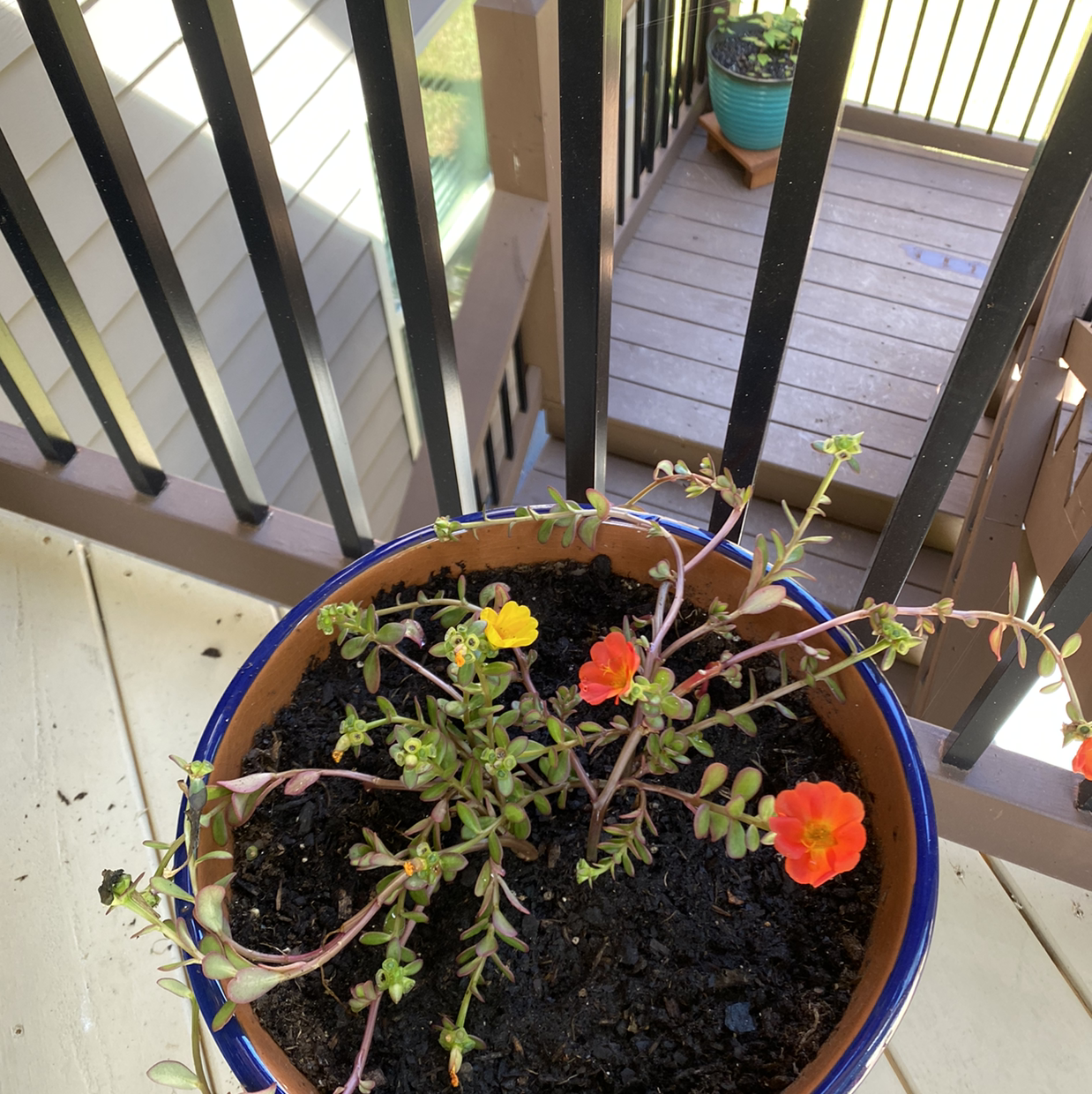 Potted Wingpod Purslane with red and yellow flowers on a balcony.