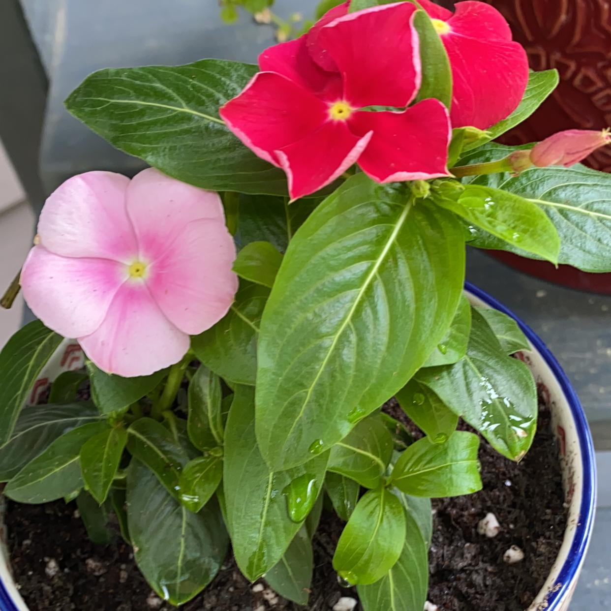 Bright Eyes plant with pink and red flowers in a pot, healthy green leaves.