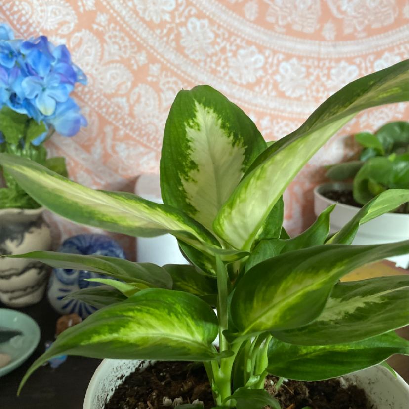Photo of the plant species Dieffenbachia 'Tropic Marianne' by Mylie named 🤖Wall-E🤖 on Greg, the plant care app