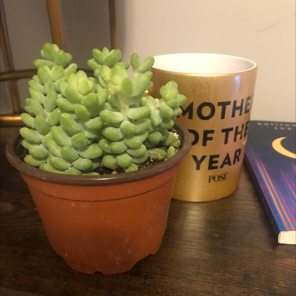 Burro's Tail plant photo by @ZenDen named Eddie on Greg, the plant care app.