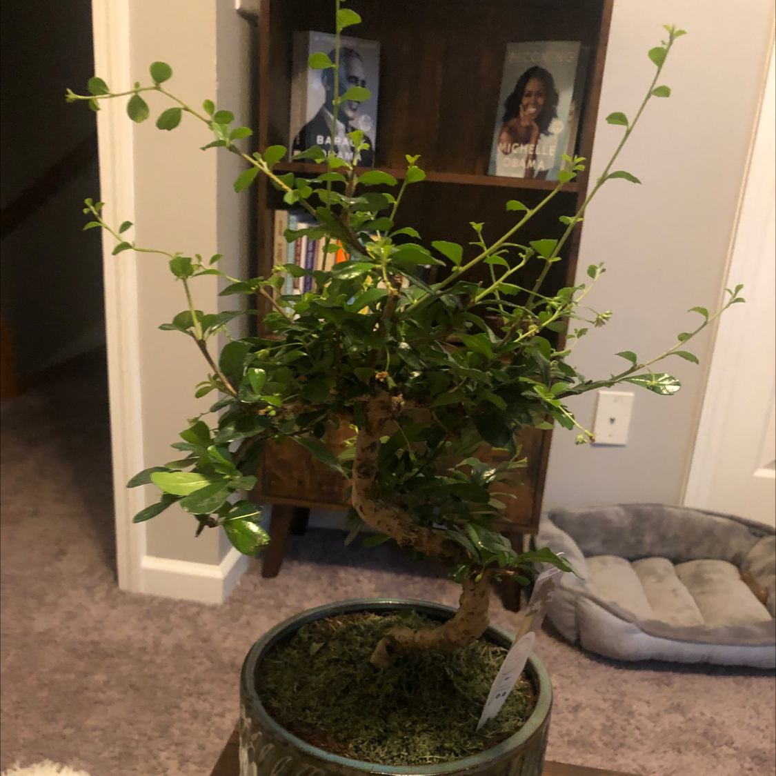 Photo of the plant species Fukien Tea Tree by @ZenDen named Mr. Miyagi on Greg, the plant care app