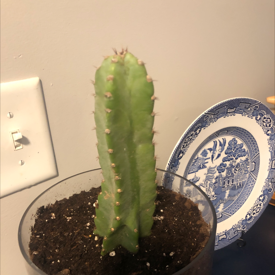 Photo of the plant species Blue Myrtle Cactus by @ZenDen named Little Richie on Greg, the plant care app