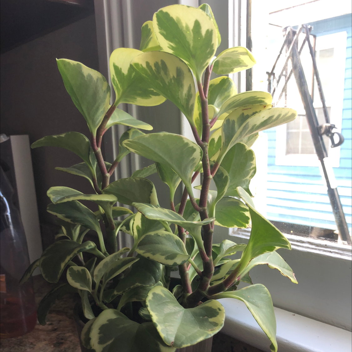 Baby Rubber Plant plant photo by @Hershdawg named Liz on Greg, the plant care app.