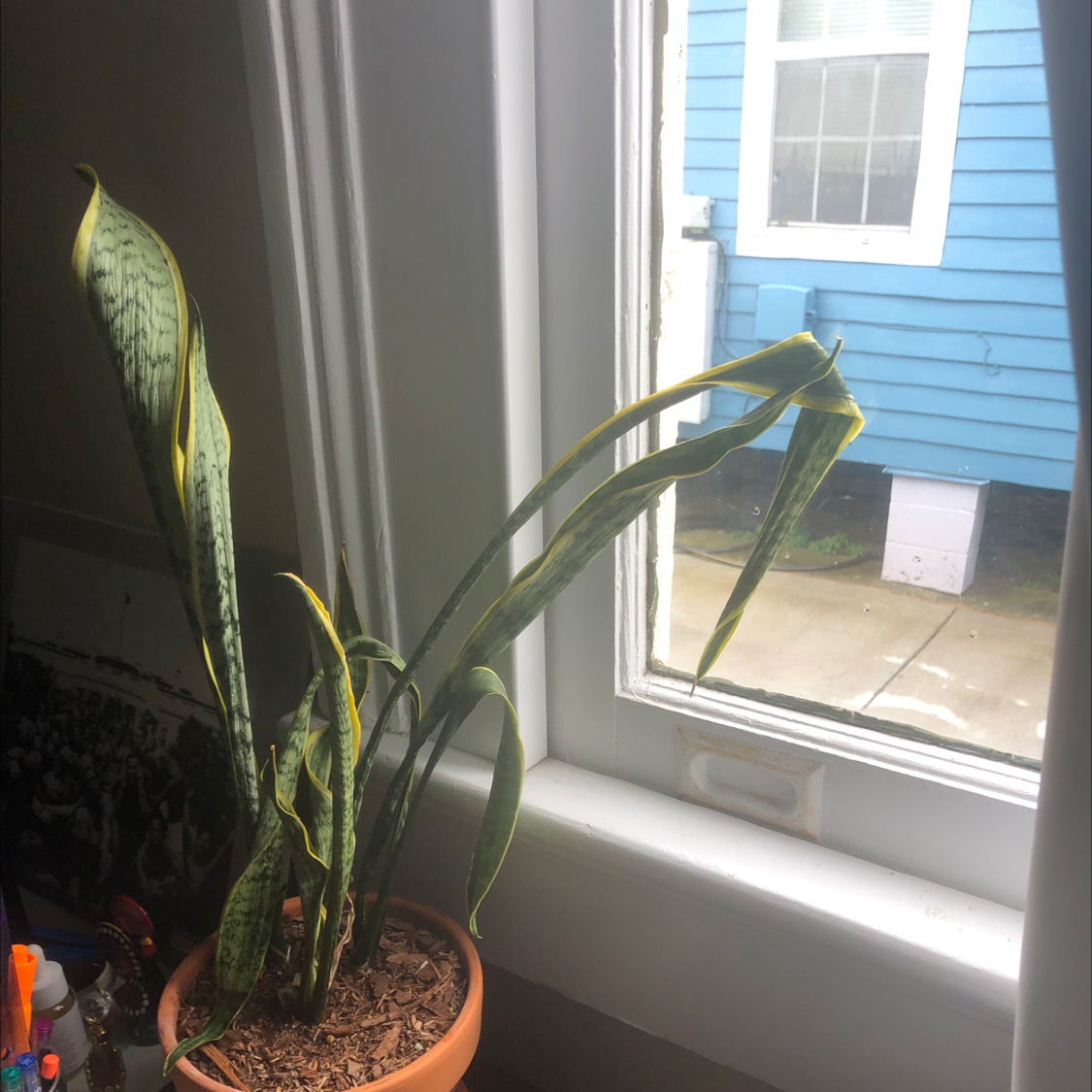 Snake Plant plant photo by @Hershdawg named Kendrick on Greg, the plant care app.