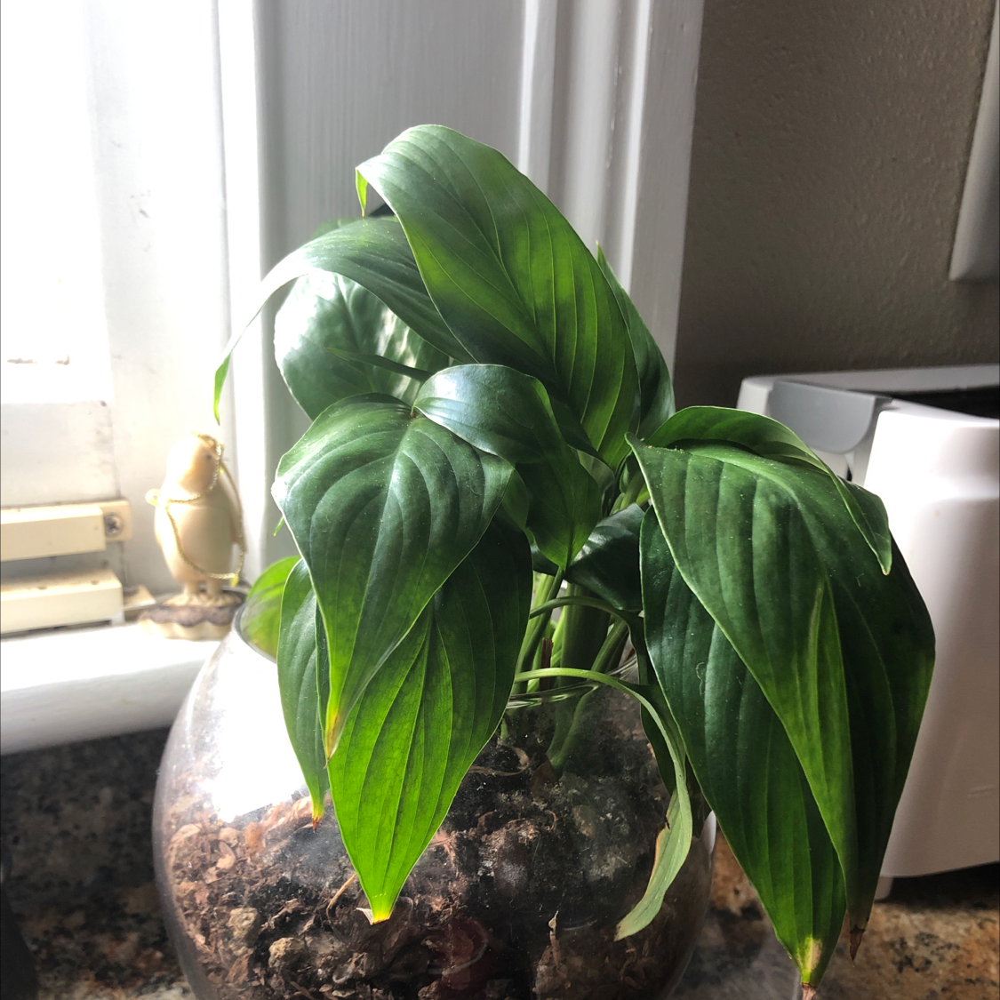 Peace Lily plant photo by @Hershdawg named Barbara on Greg, the plant care app.
