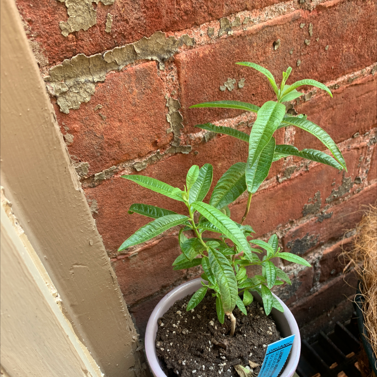 Potted lemon verbena plant with green leaves against a brick wall.
