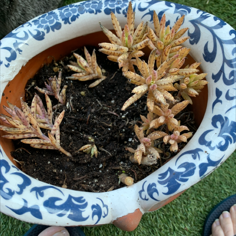 Potted Jenny's Stonecrop with discolored leaves, visible soil, and hands holding the pot.