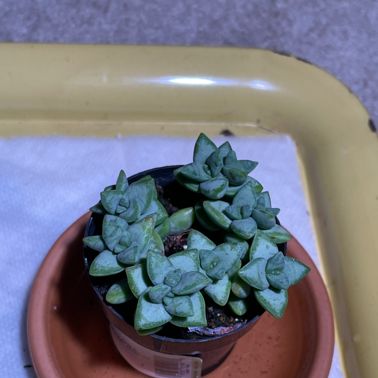 Crassula rupestris plant in a small pot, healthy green leaves.