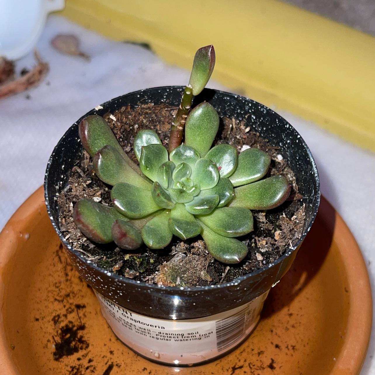 Graptoveria 'Bashful™' succulent in a black pot on a terracotta saucer.