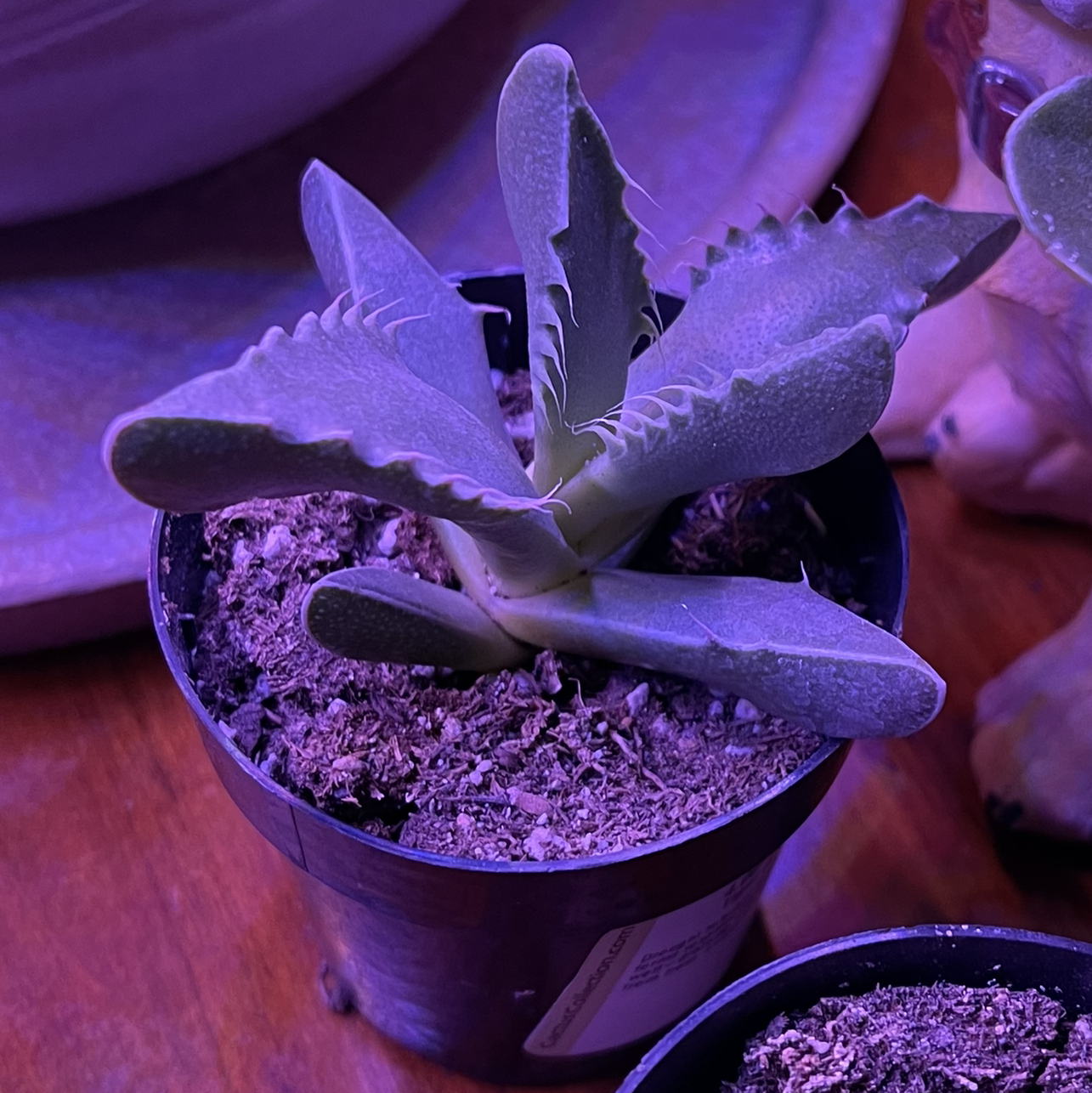 Photo of the plant species Tiger's Jaw by @MystikPeril named JAWS on Greg, the plant care app