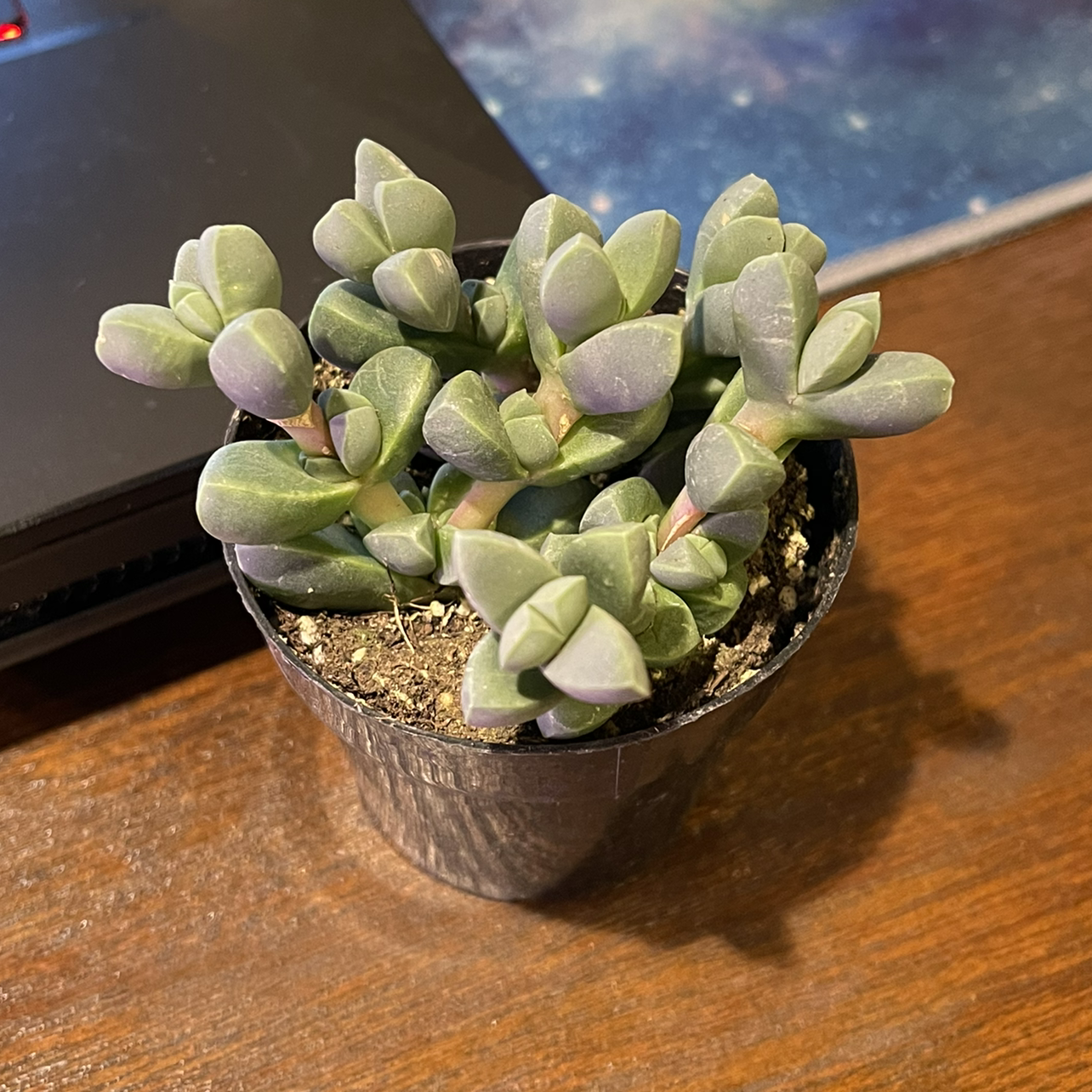 A healthy Beads Lampranthus succulent in a small black pot with visible soil.