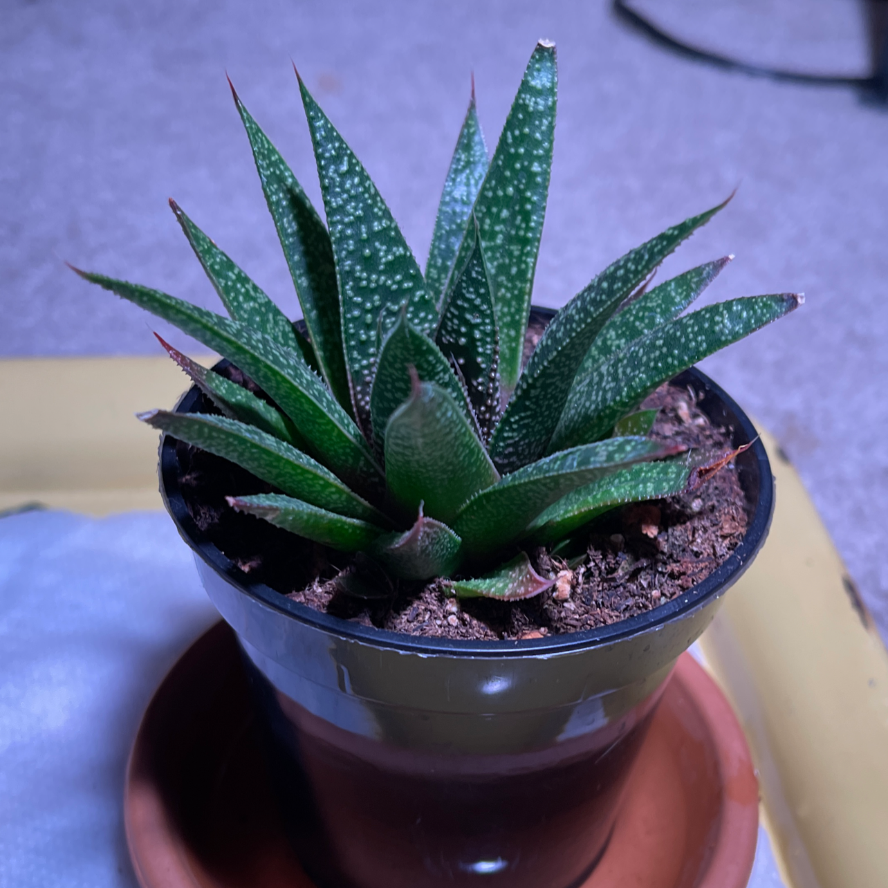 Gasteraloe 'Flow' plant in a small pot, healthy green leaves, visible soil.
