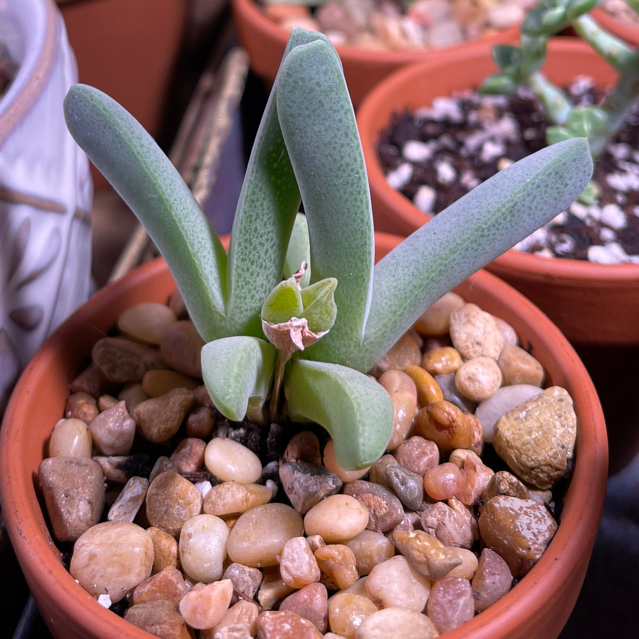 How to Fertilize Your Airplane Plant