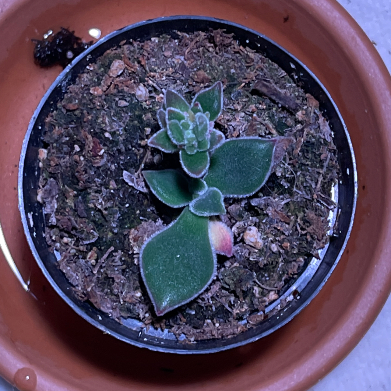 Photo of the plant species Plush Plant by @MystikPeril named Your plant on Greg, the plant care app