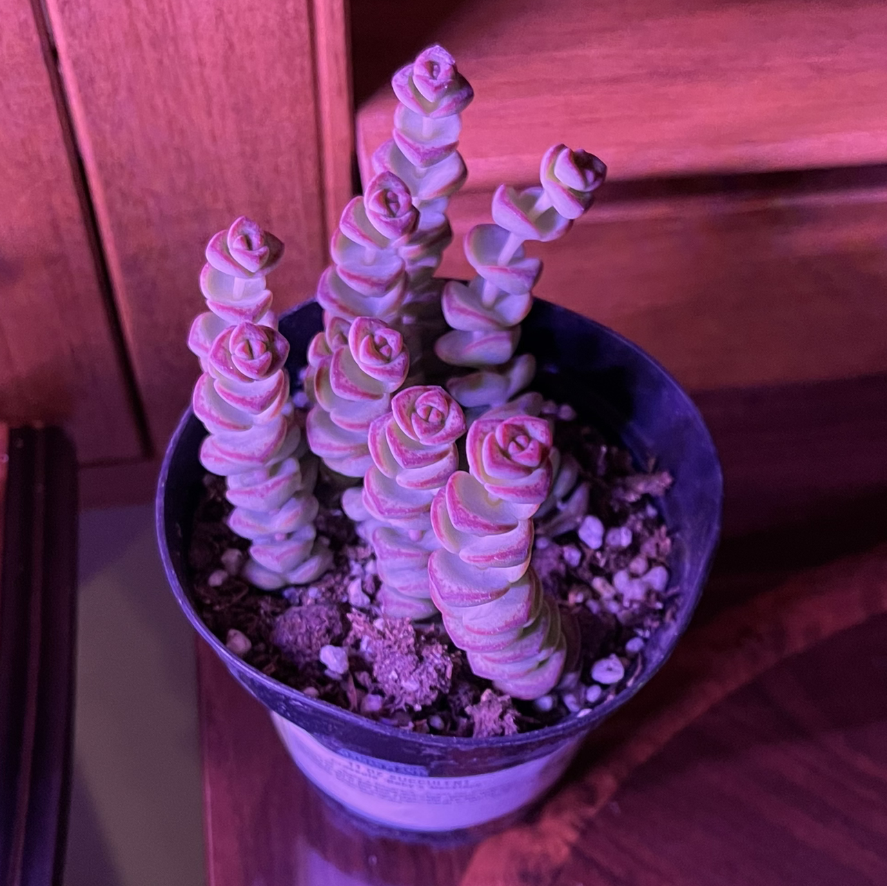 Photo of the plant species Crassula Rupestris by @MystikPeril named Baby Mochi on Greg, the plant care app