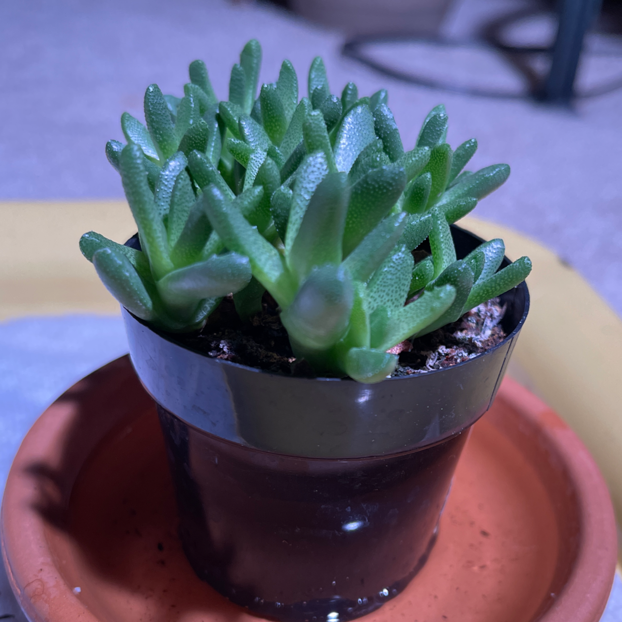 Plant care for Bamboo Orchid on Greg, the plant care app