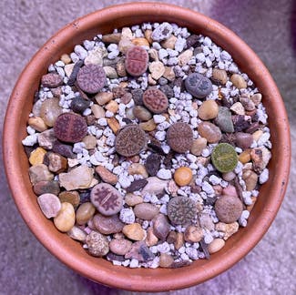 Lithops bromfieldii plant in Somewhere on Earth
